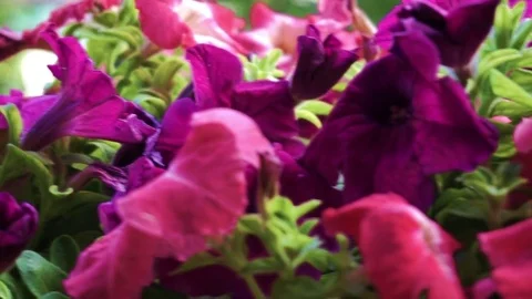 Various petunia flowers Stock Footage 78039378