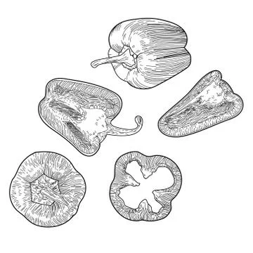 Various pieces of pepper hand-drawn Stock Illustration