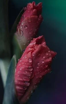 Various Plants and Macro Close Ups of Flowers Stock Photos