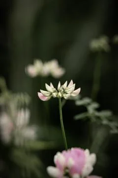 Various Plants and Macro Close Ups of Flowers Stock Photos