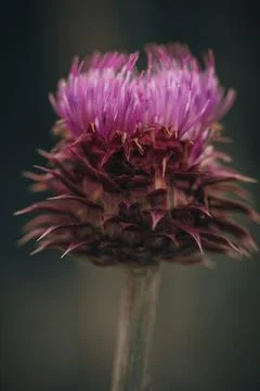 Various Plants and Macro Close Ups of Flowers Stock Photos