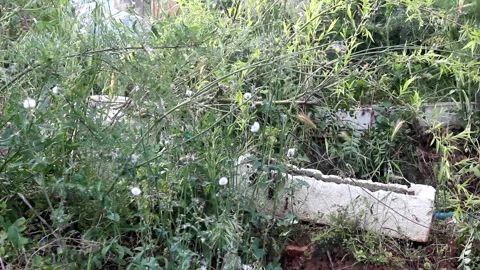 Various plants in the garden Stock Footage 171180286