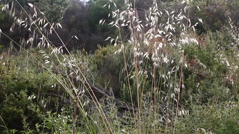 Various plants in the garden Stock Footage 171185338
