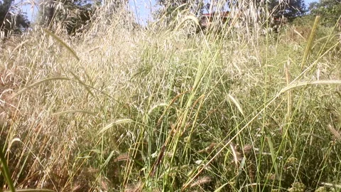 Various plants in the garden Stock Footage 171273743