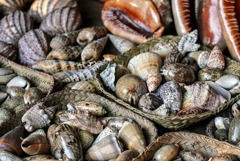 Various polished sea shells on display at street souvenir market Stockfoto's
