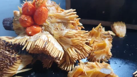 Various poses of ripe mentawa fruit from West Kalimantan, Indonesia Stock Footage 339765047
