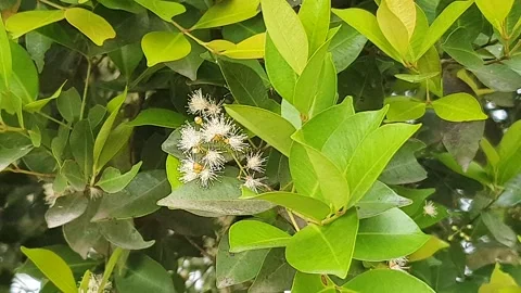 Various poses of small white flowers Stock Footage 339527746