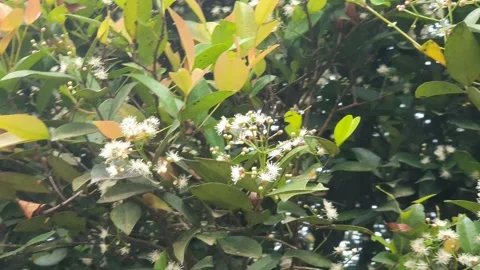 Various poses of small white flowers Video stock 339528019