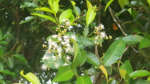 Various poses of small white flowers Stock-Footage 339528132