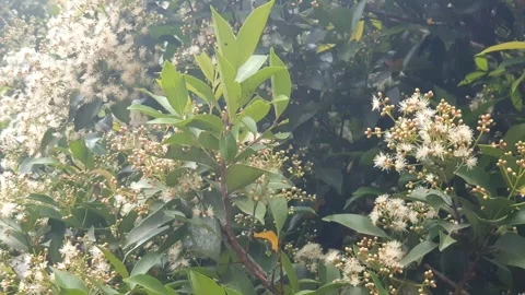 Various poses of small white flowers Stock Footage 339528214