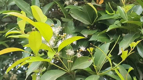 Various poses of small white flowers Stock Footage 339528348