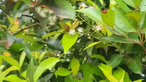 Various poses of small white flowers Stock Footage 339528392