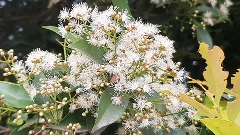 Various poses of small white flowers Stock Footage 339528530