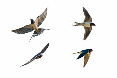 Various postures of swallow Stock Photos