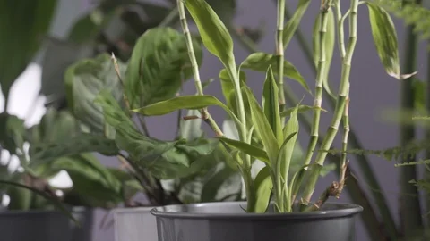 Various Pot Plant sin the Wind close Up Stock Footage 103853543