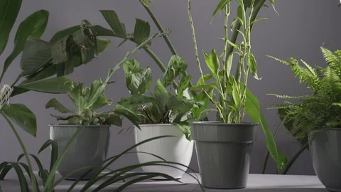 Various Pot plants in the wind Stock Footage 103854072