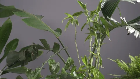 Various Pot Plants in the wind Pan down Stock Footage 103853421