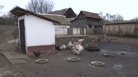 Various poultry in backyard Stock-Footage 47872144