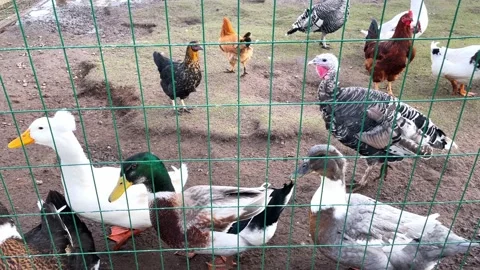 Various poultry on a fenced plot in autumn. Stock Footage 221260988