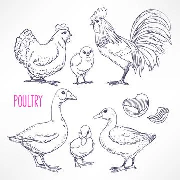 Various poultry Stock Illustration