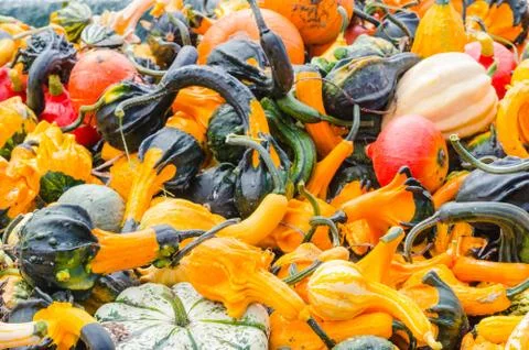 Various pumpkin Stock Photos