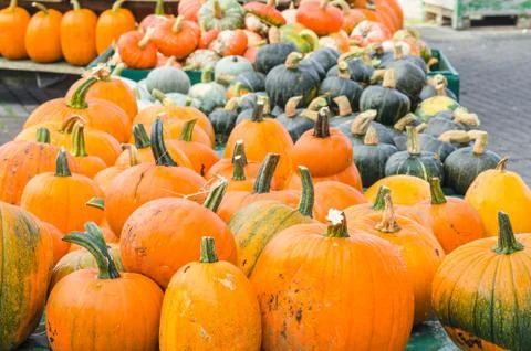 Various pumpkin Stock Photos