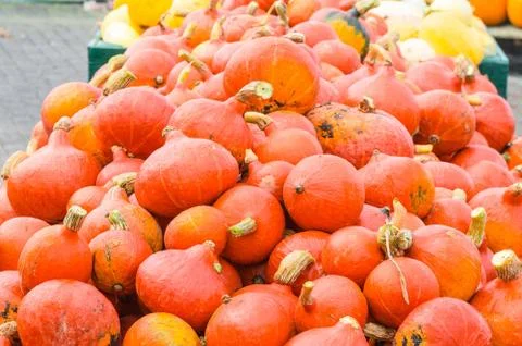 Various pumpkin Stock Photos