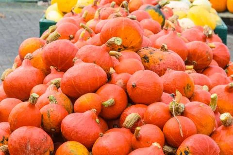 Various pumpkin Stock Photos