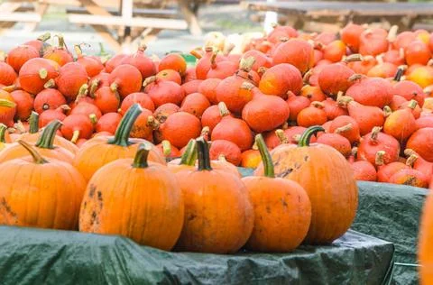 Various pumpkin Various pumpkin varieties in diverse Colors and shapes. Co... Stock Photos
