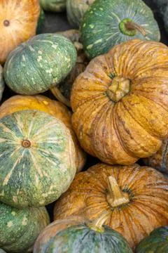 Various pumpkins background Stock Photos