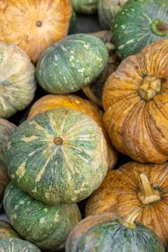 Various pumpkins background Stock Photos