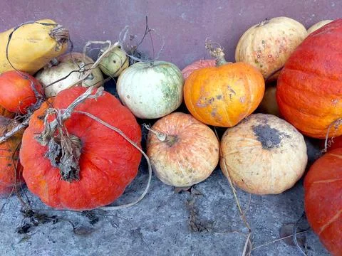 Various Pumpkins Collected During Harvest Season in a Rural Area Stock Photos