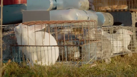 Various rabbit species on display at the bird and animal market in autumn Stock Footage 327059335