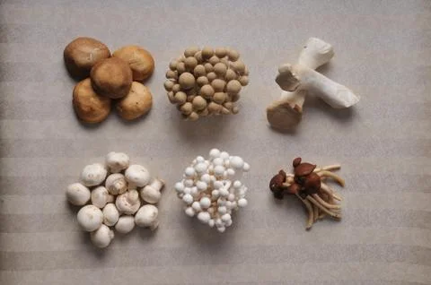 Various raw mushroom types. Stock Photos