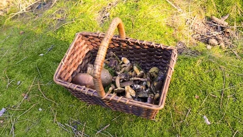 Various raw mushrooms in a wicker basket on the grass. 動画素材 80630631