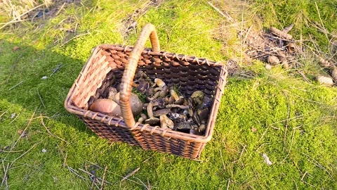 Various raw mushrooms in a wicker basket on the grass. Stockbeeldmateriaal 80638287