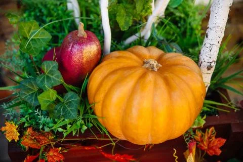 Various raw pumpkins. Foto stock