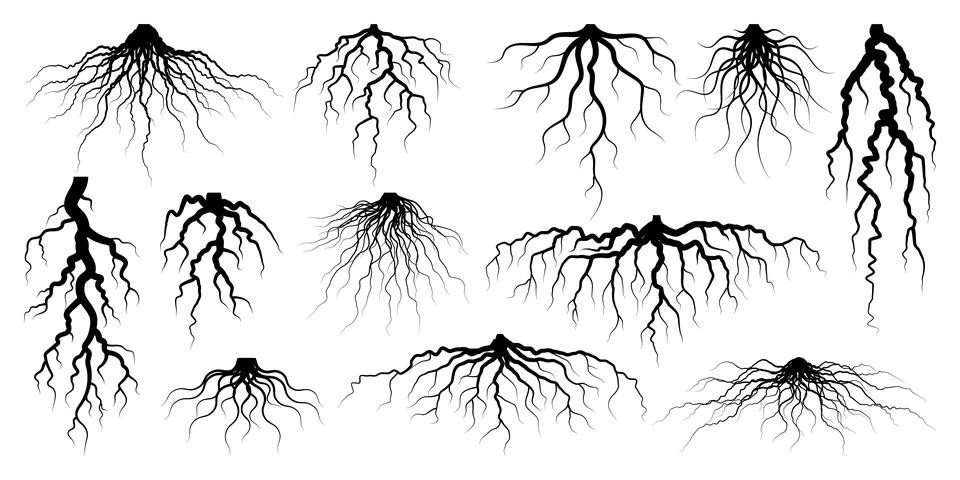 Various realistic tree or shrub roots. Parts of plant, root system with tree Stock Illustration