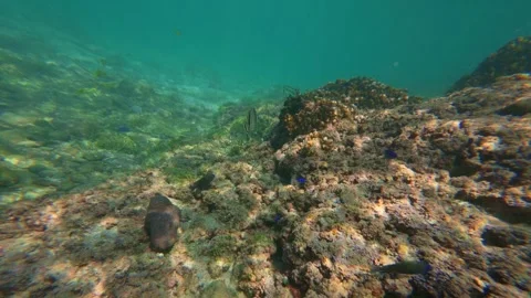 Various reef fish including striped sergeant majors and dark damselfish swim Stock Footage 325380838