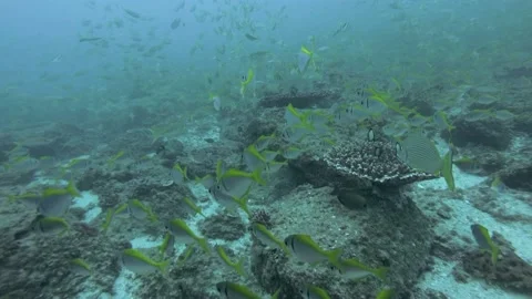 Various Reef Fish Schools Video stock 147428078