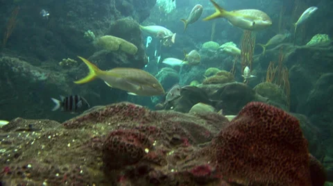 Various Reef Fish Swimming Behind Ledge Video stock 37681088