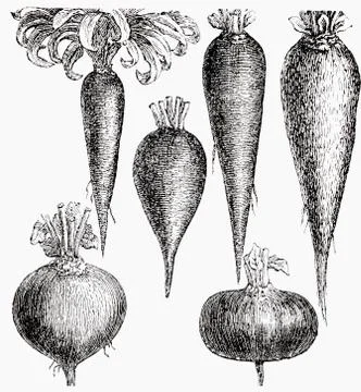 Various root vegetables (illustration) Stock Illustration