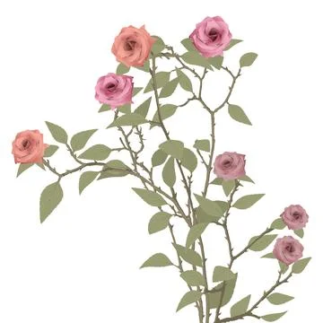 Various rose flowers tree isolated on white background graphic illustration.. Stock Illustration