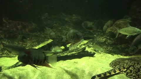 Various sea creatures Stock Footage 20286444