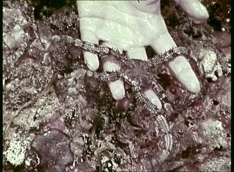 Various Sea Creatures / Starfish (1979) Stock-Footage 158970862