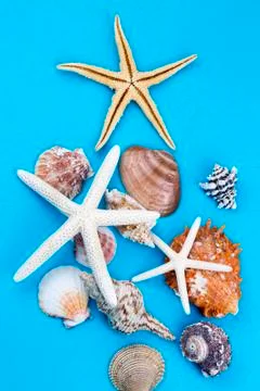 Various sea shells, concept, design, photo, background Stock Photos