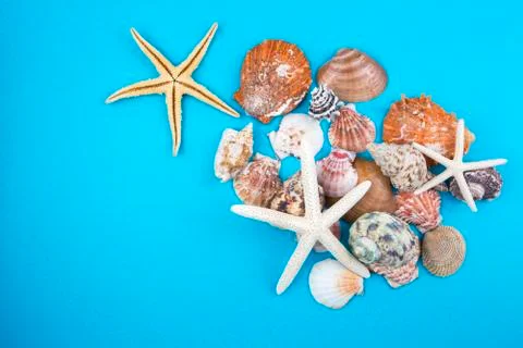 Various sea shells, concept, design, photo, background Stock Photos
