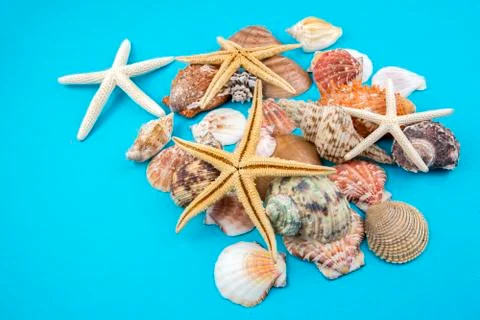 Various sea shells, concept, design, photo, background Stock Photos