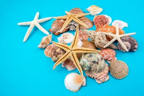 Various sea shells, concept, design, photo, background Stock Photos
