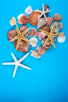 Various sea shells, concept, design, photo, background Stock Photos